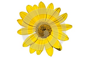 Heliopsis scabra `Light of Loddon` yellow flower isolated on whi
