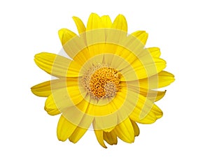 Heliopsis yellow flower isolated on white