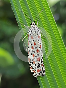 A helioptera moth perched on a green leaf. This moth has the pretty pattern of red and black spots on the white forewings.