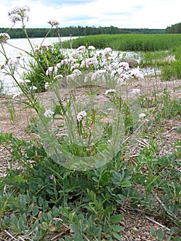 Heliotrope elder-leaved (Valeriana sambucifolia