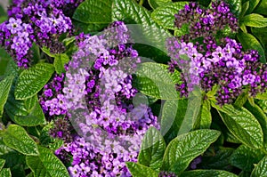 Heliotrope flowers in bloom