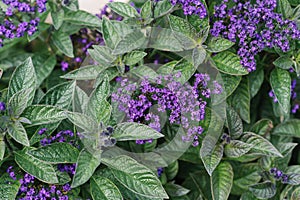 Heliotrope flowers bloom in garden