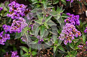 Heliotrope flowers in the garden