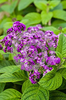 Heliotrope flowers with green leaves