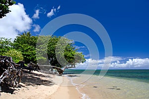 Heliotrope tree grove at Anini beach photo