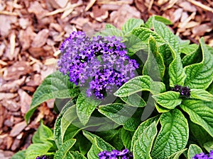 Heliotropium arborescens