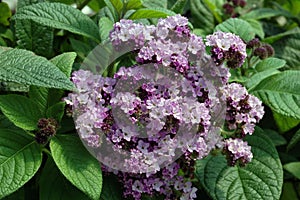 Heliotropium arborescens