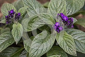 Heliotropium arborescens flowers