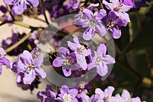 Heliotropium arborescens purple flowers in the garden