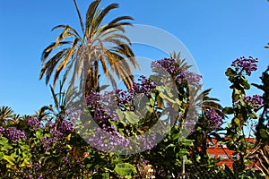 Heliotropium arborescens purple flowers in the garden