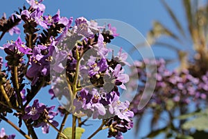 Heliotropium arborescens purple flowers in the garden