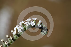 Heliotropium cinerascens photo