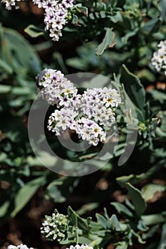 Heliotropium Curassavicum Bloom - West Mojave Desert - 051922