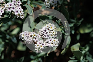 Heliotropium Curassavicum Bloom - West Mojave Desert - 051922