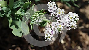 Heliotropium Curassavicum Bloom - West Mojave Desert - 051922