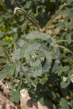 Heliotropium europaeum with white inflorescence