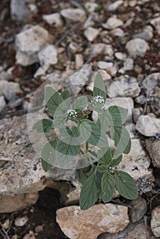 Heliotropium europaeum with white inflorescence