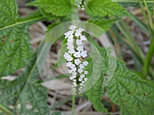 Heliotropium indicum