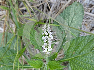 Heliotropium indicum