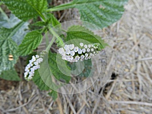 Heliotropium indicum