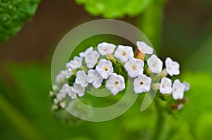 Heliotropium indicum