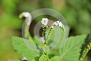 Heliotropium indicum