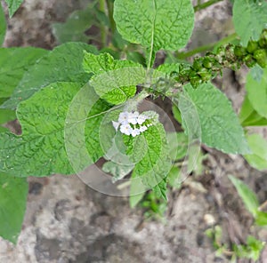Heliotropium indicum, commonly known as Indian heliotrope, Indian turnsole is an annual, hirsute plant. photo