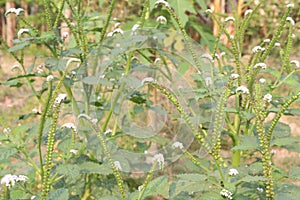 Heliotropium indicum, commonly known as Indian heliotrope on jungle photo
