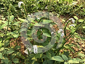 Heliotropium indicum flower