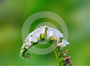 Heliotropium indicum flower in nature garden