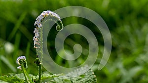 Heliotropium indicum or Indian heliotrope flower.