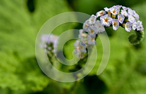 Heliotropium indicum or Indian heliotrope flower.