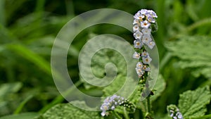 Heliotropium indicum or Indian heliotrope flower.