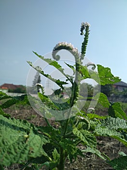 Heliotropium Indicum, Indian turnsole or heliotropium indicum plant on blue sky background