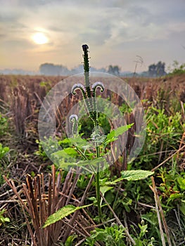 Heliotropium indicum a.k.a. indian turnsole