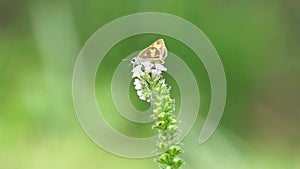 Heliotropium indicum (Sangketan, buntut tikus, Indian heliotrope, Indian Turnsole)