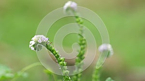 Heliotropium indicum (Sangketan, buntut tikus, Indian heliotrope, Indian Turnsole)