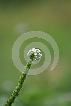 Heliotropium indicum (Sangketan, buntut tikus, Indian heliotrope, Indian Turnsole)