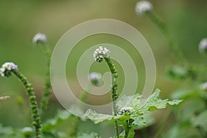 Heliotropium indicum (Sangketan, buntut tikus, Indian heliotrope, Indian Turnsole)