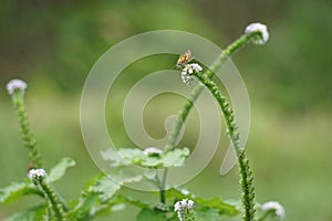 Heliotropium indicum (Sangketan, buntut tikus, Indian heliotrope, Indian Turnsole)