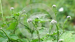 Heliotropium indicum (Sangketan, buntut tikus, Indian heliotrope, Indian Turnsole)