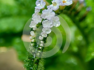 Heliotropium indicum Sangketan, buntut tikus, Indian heliotrope, Indian Turnsole, Heliophytum indicum, Heliotropium parviflorum,