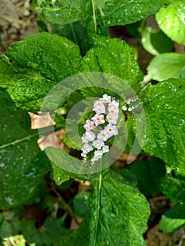 Heliotropium indicum Sangketan, buntut tikus, Indian heliotrope, Indian Turnsole, Heliophytum indicum, Heliotropium parviflorum,