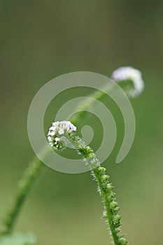 Heliotropium indicum (Sangketan, buntut tikus, Indian heliotrope, Indian Turnsole) photo