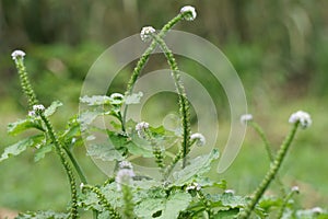 Heliotropium indicum (Sangketan, buntut tikus, Indian heliotrope, Indian Turnsole) photo