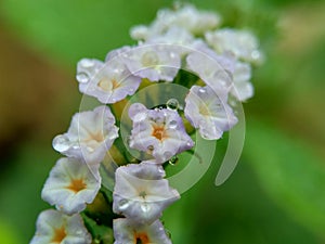 Heliotropium indicum Sangketan, buntut tikus, Indian heliotrope, Indian Turnsole, Heliophytum indicum, Heliotropium parviflorum, photo