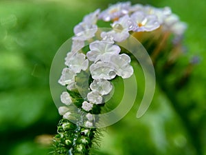 Heliotropium indicum Sangketan, buntut tikus, Indian heliotrope, Indian Turnsole, Heliophytum indicum, Heliotropium parviflorum, photo