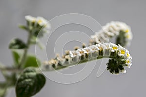 Heliotropium villosum group of white small flowers in bloom