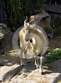 Heliped goat cloven-hoofed mammal argali mountain goat Himalaya Tibet symbol photo