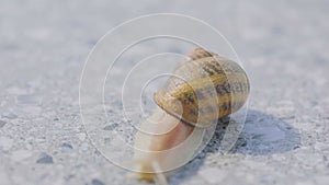 Helix Aspersa close up. Snail close-up. Snail close-up on a gray background.